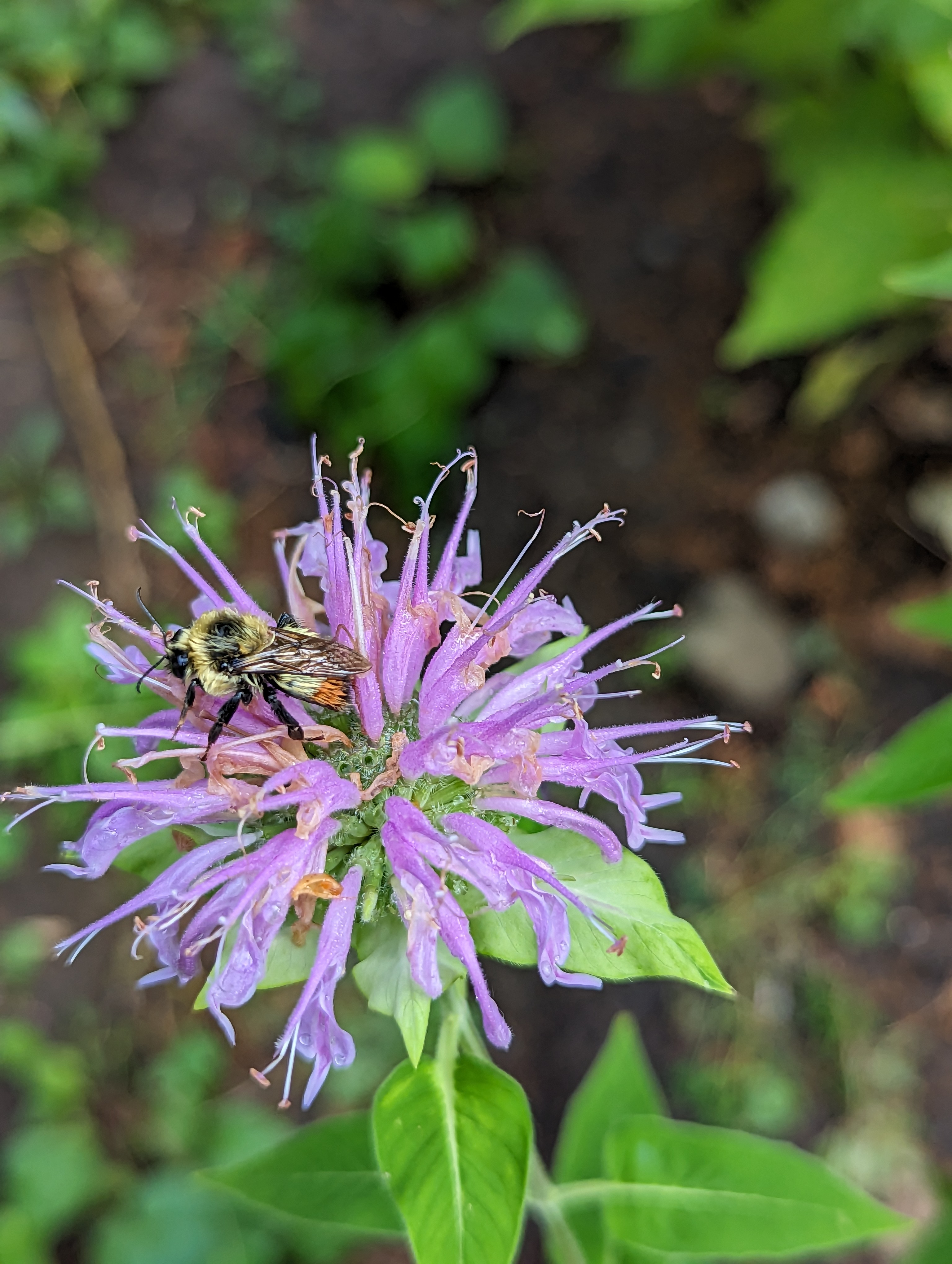 A rain-wet bee sits on a purple wild bergamot flower